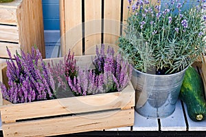 Lavender bush in a bucket and heather in a wooden box