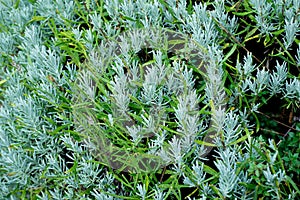 Lavender bush covered in water droplets