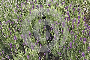 Lavender Bush