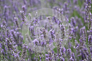 Lavender bush on the field