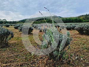 Lavender Bush After Harvest With Two Last Blooming Straws