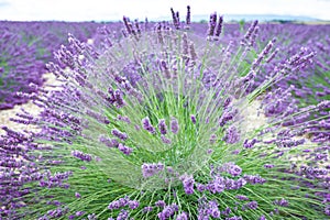 Lavender bush in Puimoisson