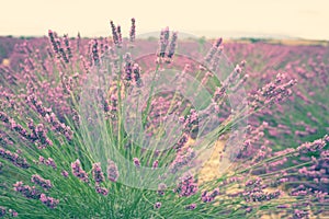 Lavender bush
