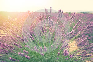 Lavender bush