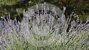 Lavender bush view