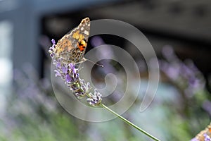 Lavender bushes with beautiful colorful brown orange Argynnis butterfly