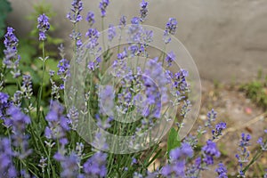 Lavender bushes closeup on sunset.. Field of . flower field, image for natural background.Very nice view of the lavender