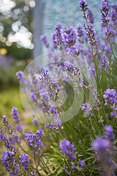 Lavender bushes closeup on sunset.. Field of . flower field, image for natural background.Very nice view of the lavender