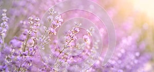 Lavender bushes closeup on sunset, horizontal background. Sunset gleam over purple flowers of lavender. Bushes on the