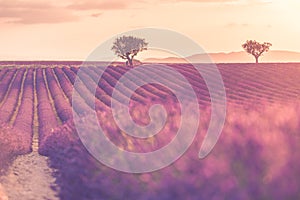 Lavender bushes closeup in sunset. Lavender field closeup. Blooming lavender. Sunset gleam over purple flowers of lavender