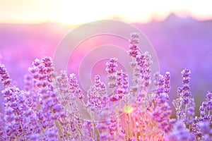 Lavender bushes closeup on sunset. Sunset gleam over purple flowers of lavender. Bushes on the center of picture and sun