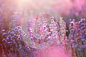 Lavender bushes closeup on sunset. Sunset gleam over purple flowers of lavender. Provence region of france