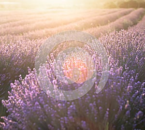 Lavender bushes closeup on sunset. Sunset gleam over purple flowers of lavender. Provence region of France.