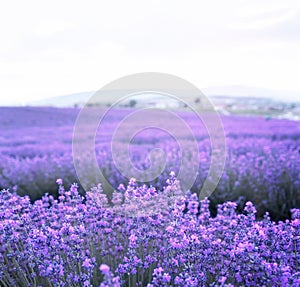 Lavender bushes closeup on sunset. Sunset gleam over purple flowers of lavender. Provence region of France.