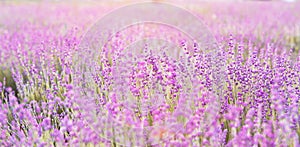 Lavender bushes closeup.