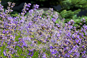 Lavender bushes in garden landscaping. Land design concept.