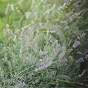 Lavender bushes on green blurred background