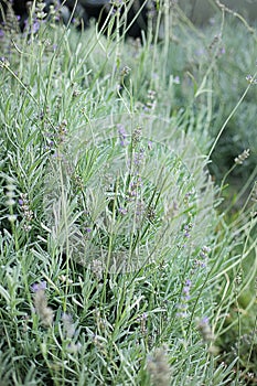 Lavender bushes on green blurred background