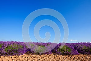 Lavender bushes row blooming at lavender field in summer at Valensole