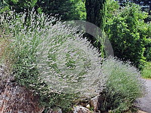 Lavender bushes at the time of flowering on the rock