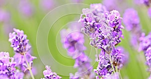 Lavender bushes waving on the wind closeup. Purple lavender field, beautiful blooming, English lavander.