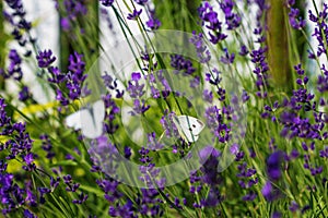 Lavender and butterflies on a white fence