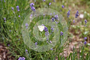 Lavender with butterfly, cabbage butterfly, Pieris brassicae