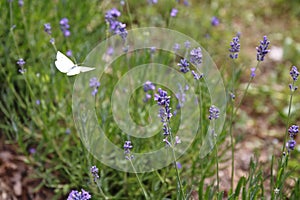 Lavender with butterfly, cabbage butterfly, Pieris brassicae