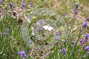 Lavender with butterfly, cabbage butterfly, Pieris brassicae