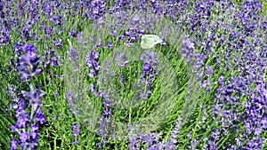 Lavender and butterfly in slow motion