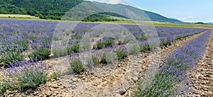 Lavender carpet along the Balkan mountains in Bulgaria