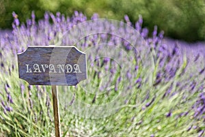 Lavender cartel