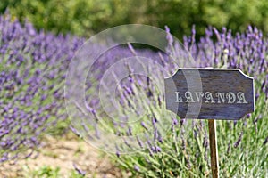 Lavender cartel photo