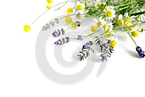 Lavender and chamomile photo