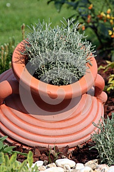 Lavender in the cheramic pot