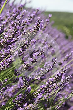 Lavender close-up