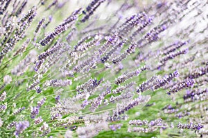 Lavender close-up macro detail of blossom leaves