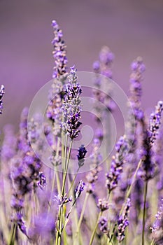 Lavender Close up with soft purple background