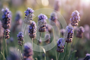 Lavender close-up view of purple flowers at sunset on natural field background. Text copy space.