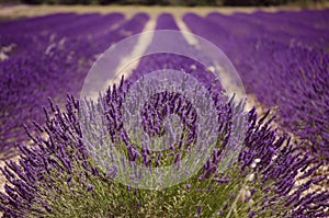 Lavender closeup