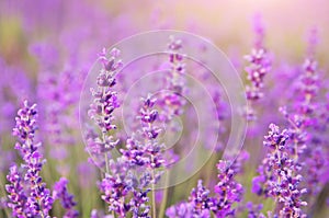 Lavender closeup nature.