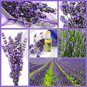 Lavender collage