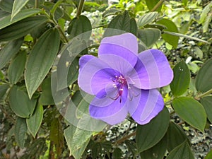 Lavender Color Flowers