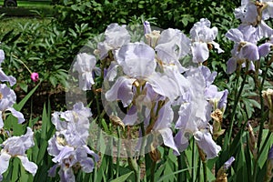 Lavender-colored flowers of irises in May