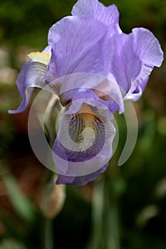 Lavender Colored Iris Flower