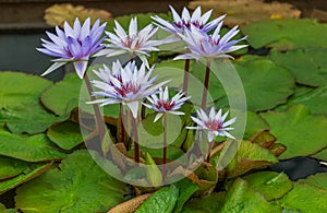 Lavender Colored and White Water Lily and Green Lily Pads