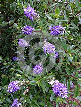 Lavender colour Butterfly Bush Flowers