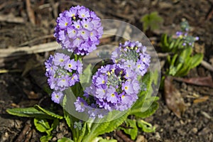 Lavender coloured perennial Primula Denticulata flowers providing a burst of colour in the garden in early spring