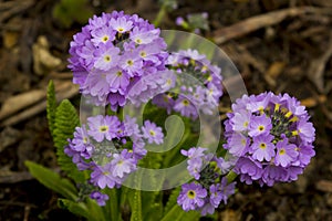 Lavender coloured perennial Primula Denticulata flowers providing a burst of colour in the garden in early spring