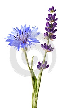 Lavender and cornflower